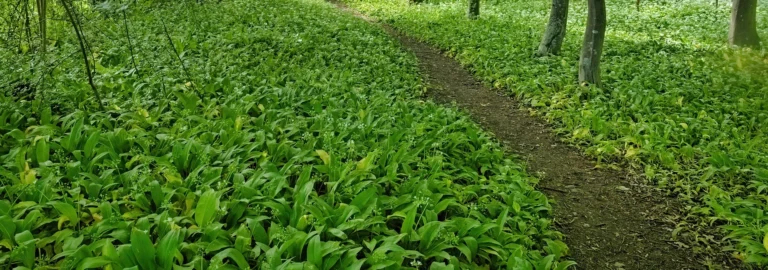Bärlauch – Das würzige Wildkraut