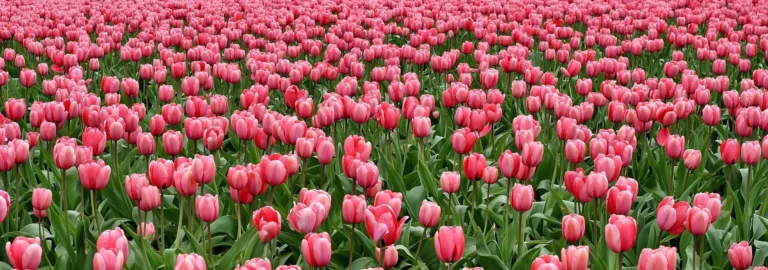 Tulpen – Die farbenfrohen Schönheiten des Frühlings