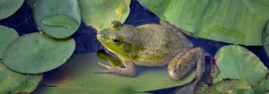 Ein grüner Frosch sitzt auf einem Seerosenblatt in einem Gewässer.