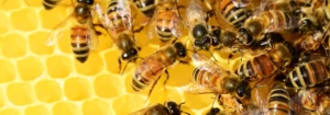 Eine Gruppe von Honigbienen auf einer Wabe mit gelben Wabenstrukturen im Hintergrund.