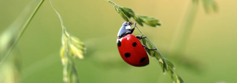 Marienkäfer – Die kleinen nützlichen Helfer im Garten