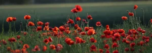 Mohnblumen