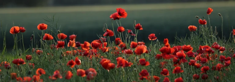 Mohnblumen: Schönheit, Symbolik und Pflege