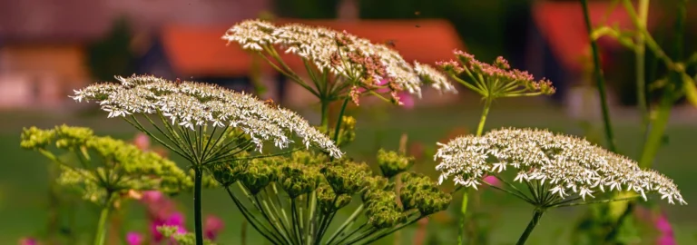 Schafgarbe – Wildkraut und Gartenstar