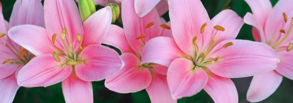 Nahaufnahme von mehreren pinken Lilienblüten mit gelben Staubgefäßen.